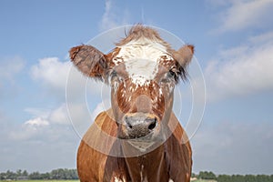 Portrait of a cute red cow with cute eyes and black snout on a bright blue background
