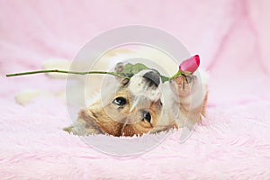 Portrait of cute red dog puppy Corgi lying on fluffy pink plaid with festive rose flower in teeth