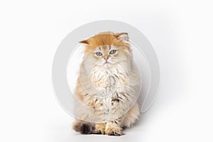 Portrait cute red ginger furry kitten on white background. kitty looking at camera. Concept pets