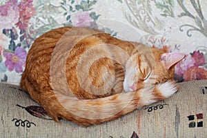 Red Kitten Sleeping on the Sofa