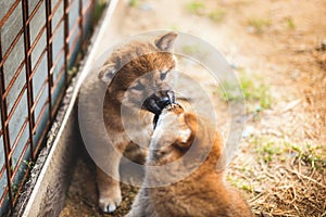 Portrait of cute red shiba inu puppy sitting and kissing its brother