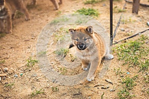 Portrait of cute red shiba inu puppy sitting outside on the ground and looking to the camera