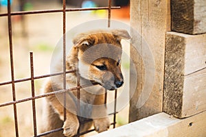 Portrait of cute red shiba inu puppy trying to escape from the aviary