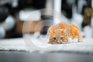 Portrait of cute red white cat lying on the floor
