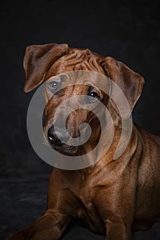 Portrait of a cute Rhodesien Ridgeback. Dogportrait. dark background
