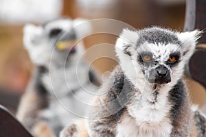 Portrait of a cute ring tailed Lemur, Lemur Catta.