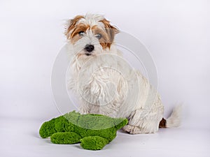 Portrait of a cute Rough Coated Jack Russell photo