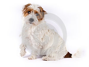 Portrait of a cute Rough Coated Jack Russell looking straight into the camera with a slightly tilted head and one paw into the air