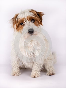 Portrait of a cute Rough Coated Jack Russell on a white background