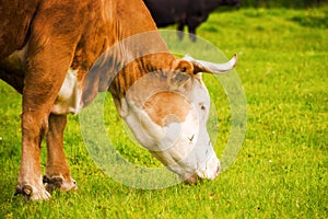 portrait of cute rufous cow grazing on a grassy meadow