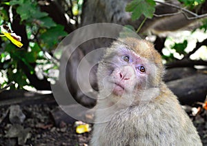 Portrait of a cute but sad monkey