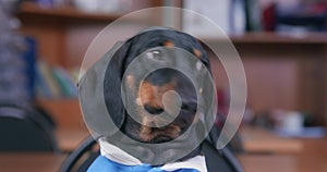 Portrait of cute scared dachshund puppy in blue polo shirt, who looks around excitedly and licks its lips because it is