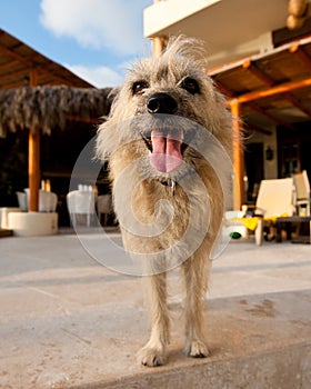 Portrait of cute shaggy dog