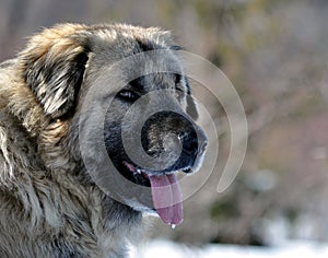Portrait of a cute Sharmountain dog in snow