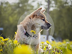 Portrait of cute Shiba Inu small dog puppy. Dogecoin. Red-haired Japanese dog smile portrait. Illuminating color