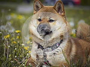 Portrait of cute Shiba Inu small dog puppy. Dogecoin. Red-haired Japanese dog smile portrait. Illuminating color