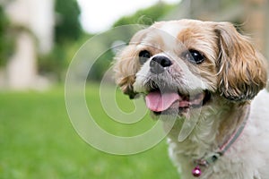 Portrait of a cute Shih Tzu dog