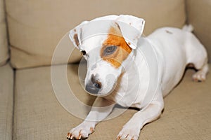 Portrait of cute short-haired Jack Russell terrier lying resting on sofa indoors. Parody purebred beautiful dog looking down