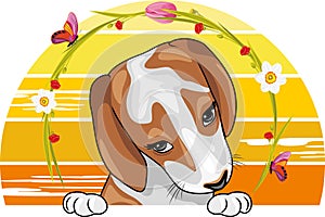 Portrait of cute shy Beagle puppy