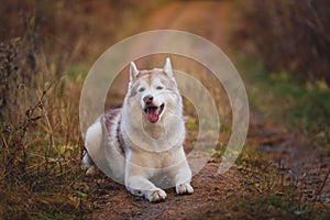 Portrait of cute Siberian Husky dog lying on the path in the bright autumn forest