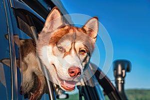 Portrait cute Siberian husky looking out car window. Smiling muzzle red dog on background blue sky. Reflection dog`s head in glass