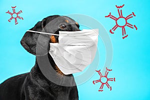 Portrait of a cute sick Dachshund dog, black and tan, wearing white medical mask on a muzzle on a blue background, with schematica