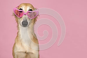 Portrait of a cute silken windsprite peeking over its pink heart shaped glasses on a pink background