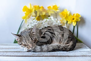 Portrait of a cute sleeping tabby cat lying on a wooden background near the vase with white hyacinth flower and yellow daffodils