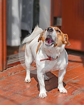 Portrait of cute small dog jack russel terrier standing and barking outside on wooden porch of old house near open door