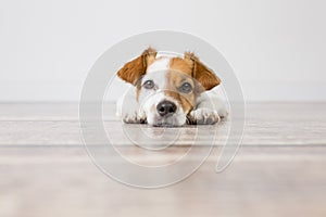 Portrait of a cute small dog lying on the floor and looking at the camera. Feeling tired or bored. Pets indoors, home, lifestyle