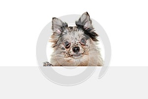 Portrait of cute small dog, Pomeranian spitz attentively looking at camera isolated over white background