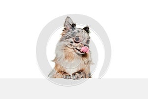Portrait of cute small dog, Pomeranian spitz posing with tongue sticking out isolated over white background.
