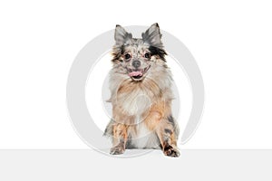 Portrait of cute small dog, Pomeranian spitz posing with tongue sticking out, looking at camera isolated over white