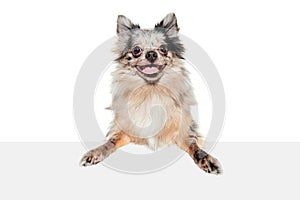 Portrait of cute small dog, Pomeranian spitz posing with tongue sticking out, looking at camera isolated over white