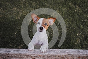 Portrait of cute small jack russell terrier standing on two paws on the grass in a park looking at the camera. Fun outdoors. top
