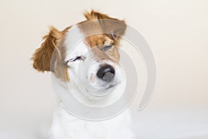 portrait of a cute small white and brown dog sitting on bed with eyes closed, he is feeling tired or sleepy. Pets indoors. White