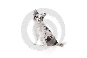 Portrait of cute, smart Australian Shepherd purebred dog with marbled fur sitting against white studio background.