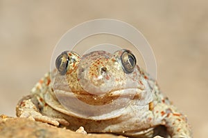 Portrait of cute spadefoot toad photo