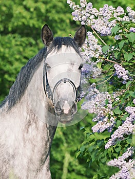 Portrait of cute sportive grey horse near lilac