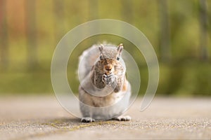 Portrait of a cute squirrel eating nuts in nature. Red animal with a funny look in the park or forest. Fluffy small mammal. Photo