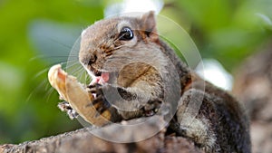 portrait of a cute squirrel eating a peanut on a tree in a garden in Bangkok, Thailand