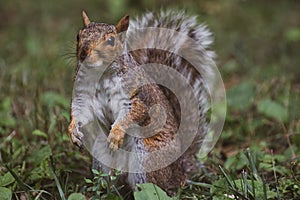Portrait of cute squirrel standing on ground