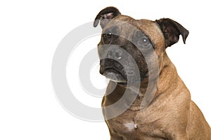 Portrait of a cute Stafford Terrier looking away isolated on a white background