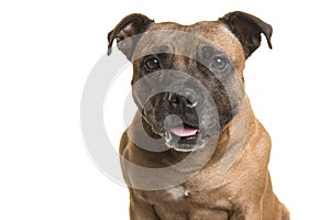 Portrait of a cute Stafford Terrier looking at the camera isolated on a white background