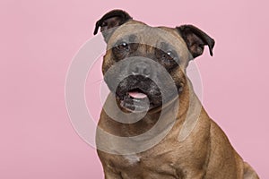 Portrait of a cute Stafford Terrier looking at the camera with tongue sticking out on a pink background