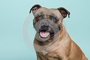 Portrait of a cute Stafford Terrier looking at the camera with tongue sticking out on a turquoise blue background