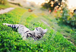 Portrait of a cute striped cat lying in the grass in a Sunny meadow and looking at a beautiful flying orange butterfly on a clear