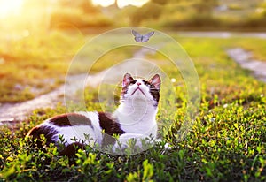 Portrait of a cute striped cat lying in the grass in a Sunny meadow and looking at a beautiful little blue butterfly flying