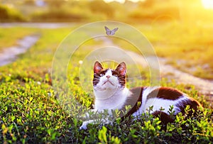 Portrait of a cute striped cat lying in the grass in a Sunny meadow and looking at a beautiful little blue butterfly flying