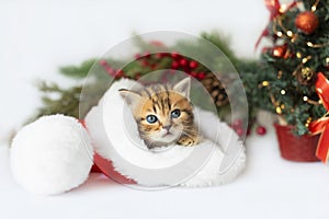 Portrait of a cute striped kitten in a Santa Claus hat